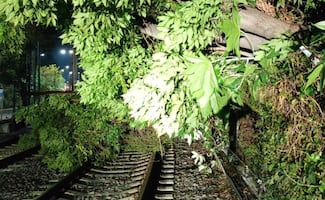Tren Ligero opera con servicio provisional; caída de árbol afecta tramo hacia Xochimilco