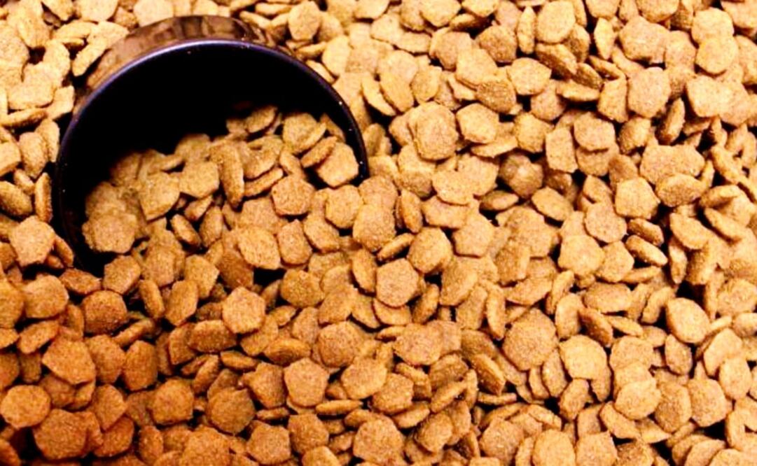 “Cuddle” was created by Mexican student Sofía Vallejo – Photo: File photo/EL UNIVERSAL	