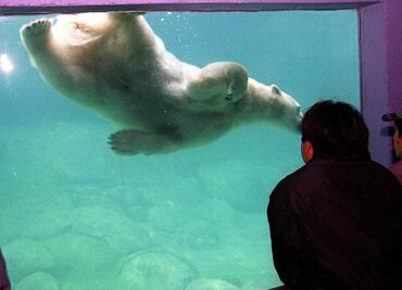 CDH capitalina analiza situación de zoológicos