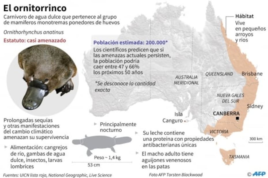 El ornitorrinco al borde de la extinción por culpa del cambio climático