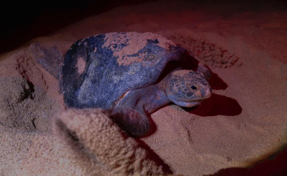 Liberan más de seis millones de tortugas marinas en Michoacán (03/06/2026). Foto: Especial