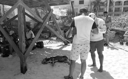 Buscan a responsable de ahogar al perrito "Zeus" en Playa del Carmen