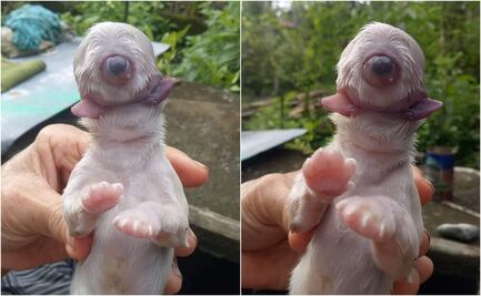 Nace perro en Filipinas con un solo ojo y dos lenguas; muere a los pocos minutos