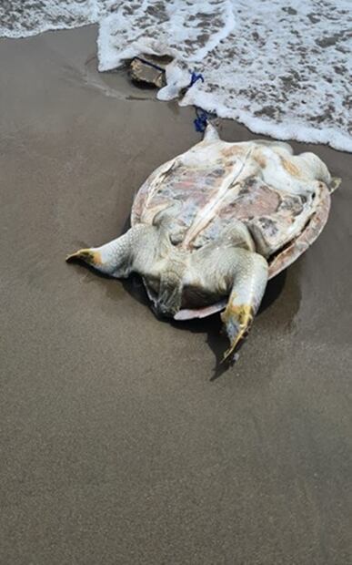 Investigan aparición de más de 250 tortugas muertas en playa de Chiapas