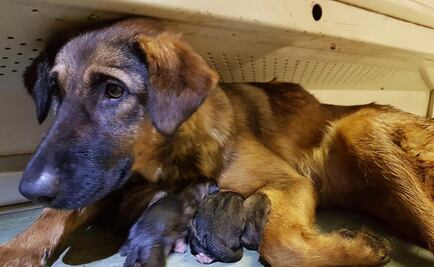 Perrita da a luz en metro de Moscú