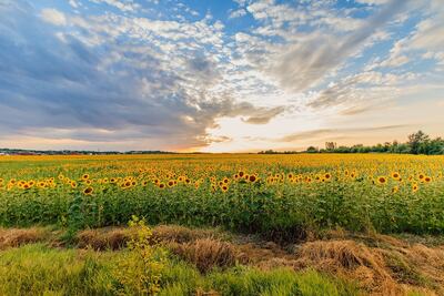 Lugares en México donde puedes ver girasoles, además de Reforma