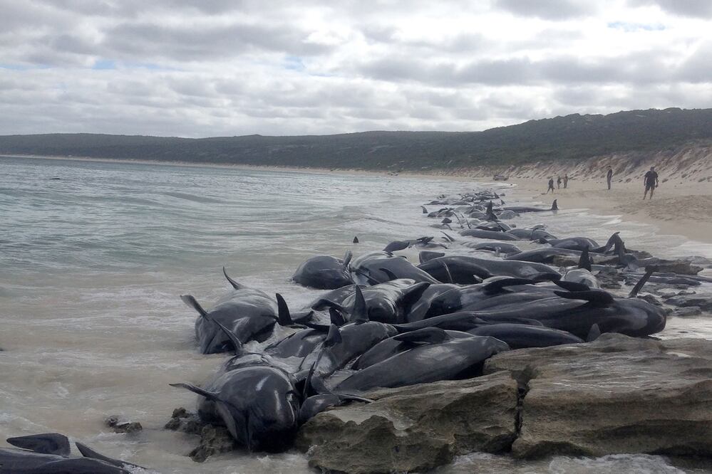 Más de 150 ballenas encallan en playa de Australia; la mayoría ha muerto