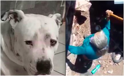 Existe denuncia en contra de abuelita que agredió a su perro a martillazos en Querétaro