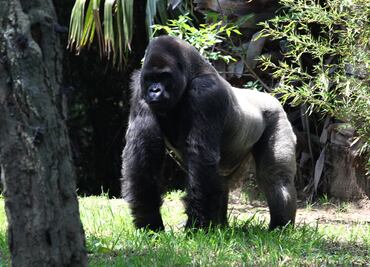 Revela UNAM que gorila Bantú padecía enteritis y colitis