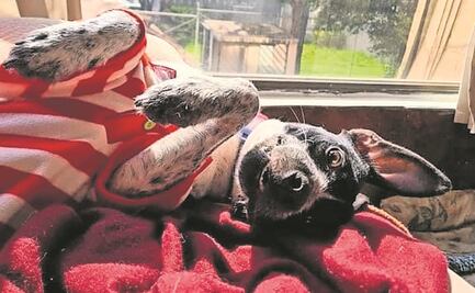 De no tener un hogar, a ser el consentido de toda la cuadra