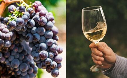 White Malbec, la primera uva tinta argentina vinificada para un vino blanco
