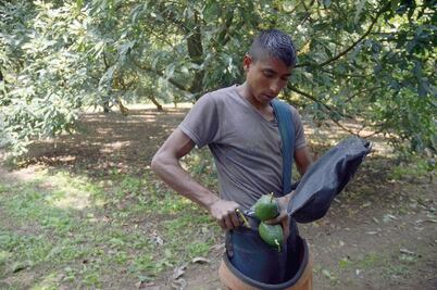 Tras 83 años, vuelven a exportar aguacate a EU