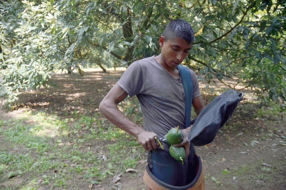 Según la Asociación de Productores Exportadores de Aguacate de Jalisco, el estado está en la segunda posición como productor del fruto a nivel nacional y las zonas sur y sureste son las más representativas en producción comercial. (ALAN ORTEGA. CUARTOSCU)