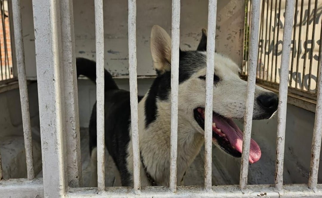 Un perro husky fue rescatado en la colonia San Felipe. Foto: Especial