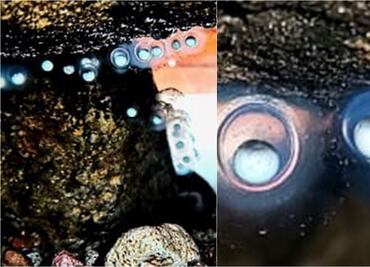 Logran reproducción de más de 70 huevos de ajolote de montaña en CDMX, apunta la Secretaría de Medio Ambiente