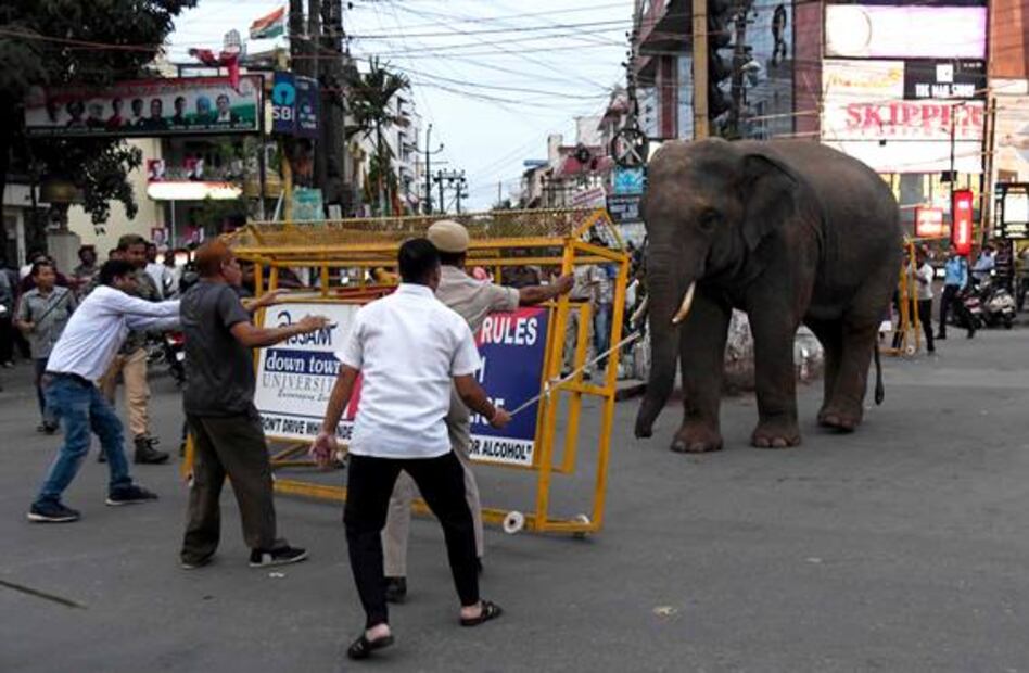 Elefante escapa de reserva y causa revuelo en ciudad de la India
