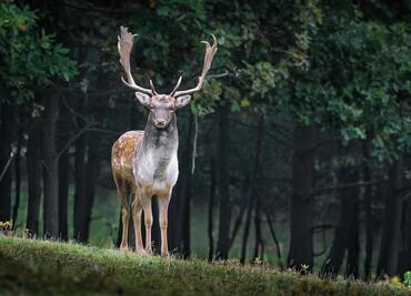 Sargento muere corneado por un venado en residencia presidencial en Paraguay