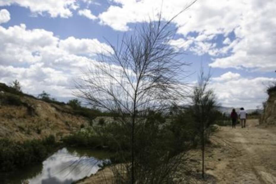 “El Quijote” que impulsa la reforestación 