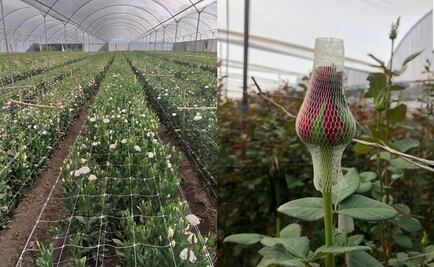 Covid ha colapsado producción florícola y forestal en el Edomex