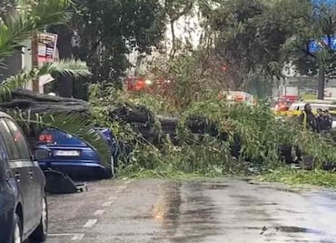VIDEOS Y FOTOS: Árbol cae sobre auto en la colonia Nápoles; mujer pierde la vida y su bebé sobrevive