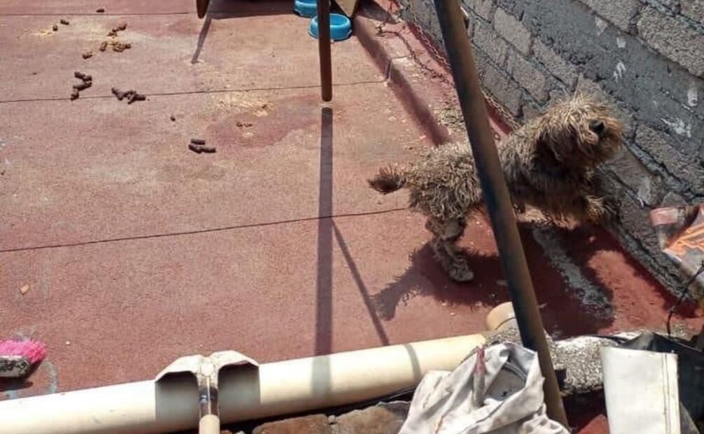 Bruno fue comprado cuando era bebé y con tres años de edad, permaneció solo en una azotea. Foto: Especial