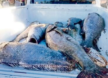 Denuncia anónima, origen de detención de Sunshine Rodríguez, presunto líder del Cártel del Mar