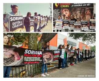 Lanzan campaña para terminar con confinamiento de gallinas