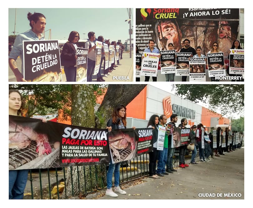 Foto: Cortesía The Humane League