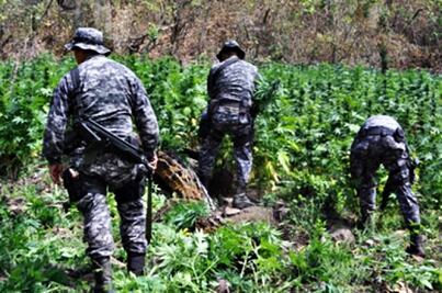 PGR destruye dos plantíos de marihuana en Jalisco 