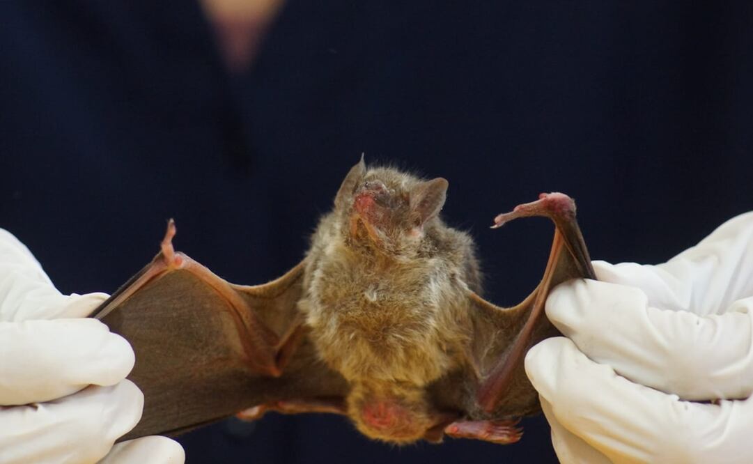 Foto: Edwin Hernández / EL UNIVERSAL