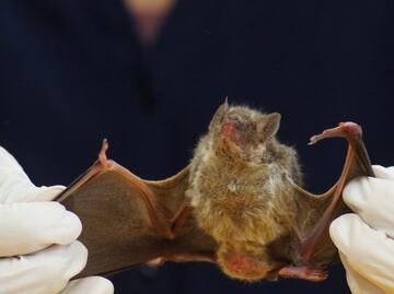 Suman 4 ataques de murciélago durante los últimos 10 años en Oaxaca