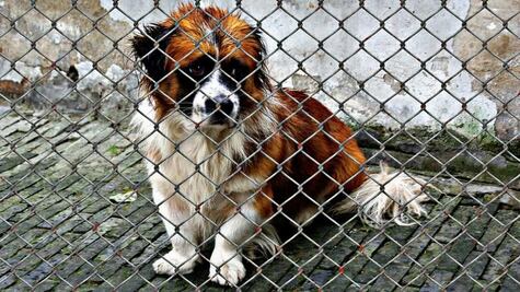 Sheinbaum sugiere mayor discusión sobre Ley de Protección y Bienestar Animal que promueve la eutanasía