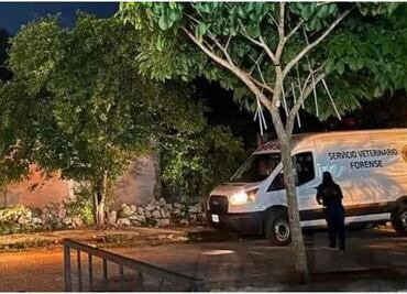 Nuevo acto de crueldad animal en Yucatán; sujeto le corta el cuello a perrito mestizo en Mérida