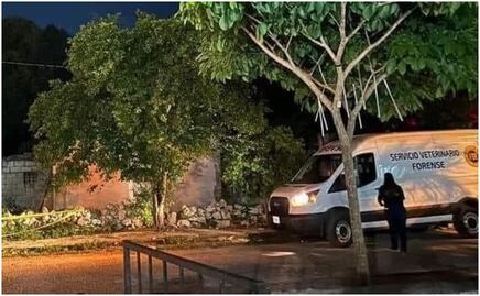 Nuevo acto de crueldad animal en Yucatán; sujeto le corta el cuello a perrito mestizo en Mérida