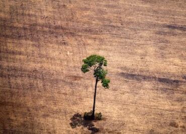 ¿Cuáles son los países más deforestados del mundo?