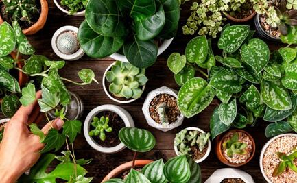 Conoce la planta sudamericana que facilita la pérdida de peso