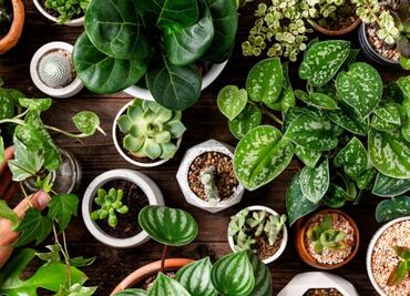 Conoce la planta sudamericana que facilita la pérdida de peso