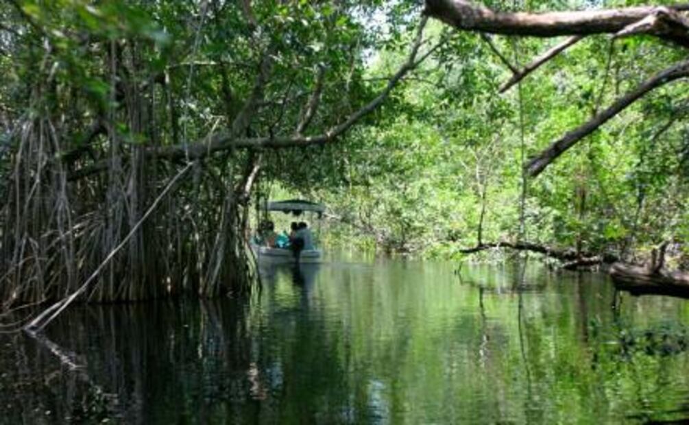 Curiosidades del manatí, nuestra especie está en peligro