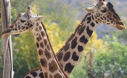 "Él encontró el amor y uno aquí contando sus desgracias"; nueva novia de "Benito" desata los mejores memes 