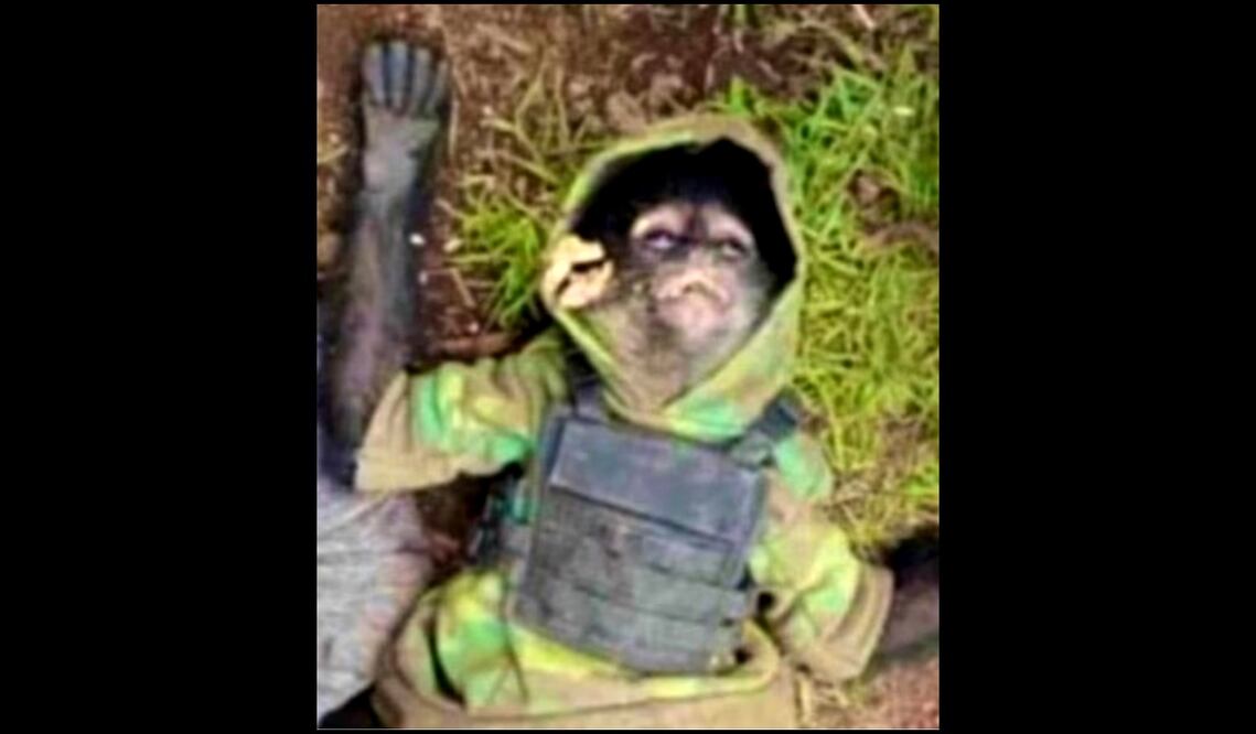 mono araña. Foto: especial