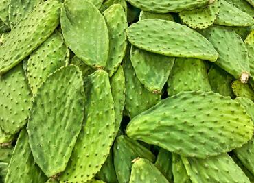 Los maravillosos nutrientes que tiene el nopal