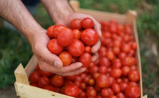 Caen exportaciones de productos agropecuarios mexicanos; jitomate, aguacate y azúcar, los más afectados
