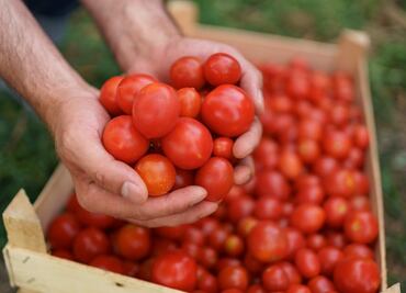 Sin avances en negociación sobre jitomate mexicano: a 3 días de que EU imponga cuota compensatoria esperan resultados positivos