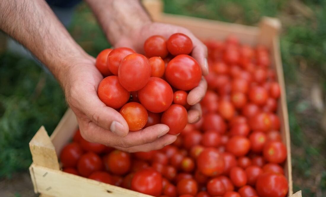 Continúan las negociaciones entre entre productores de jitomate y funcionarios mexicanos con el gobierno estadounidense. Foto: Unsplash