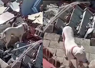 VIDEO: Con pedazo de pan, perrito busca a su dueño entre escombros en Turquía