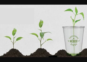 Mexican company sells biodegradable cups made of corn starch