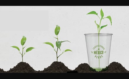Mexican company sells biodegradable cups made of corn starch