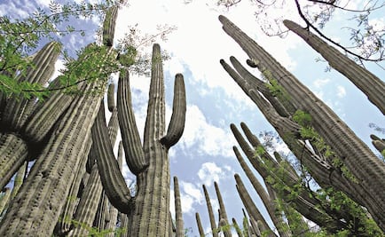 Evalúan valle mexicano de Tehuacán para ser Patrimonio Mundial Unesco