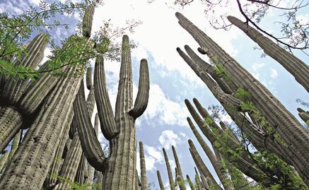 Evalúan valle mexicano de Tehuacán para ser Patrimonio Mundial Unesco