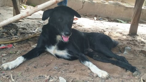 El perro "héroe" que rescató a un bebé al que su madre había enterrado vivo en Tailandia 